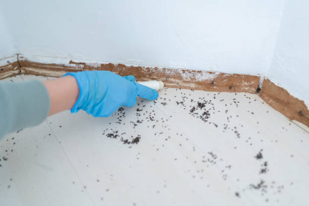 Wasp Removal Services in Mounds, OK